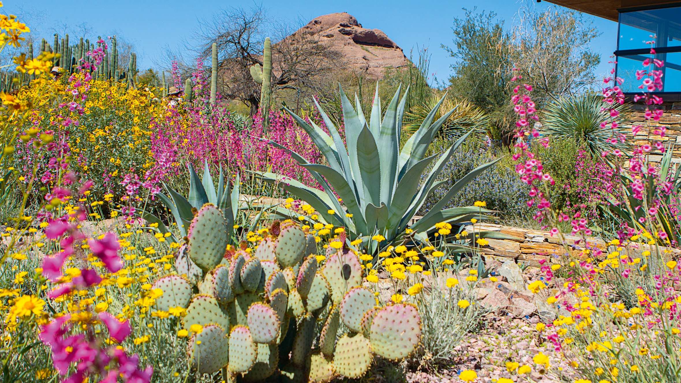 Desert Botanical Garden in Phoenix, Arizona, in spring